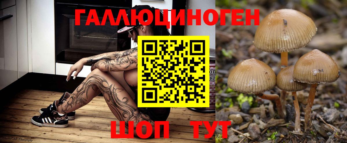 Псилоцибиновые грибы Cubensis Верхняя Пышма